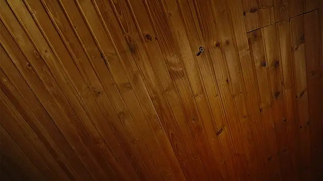 coraline latin online show from September 2025 07:39:02 PM