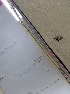 Vickyrajput009 online show from April 2026 07:31:01 AM