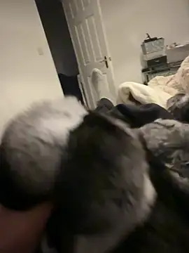 Furdale online show from February 2026 06:44:01 PM