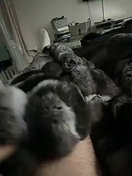 Furdale online show from February 2026 04:49:01 PM