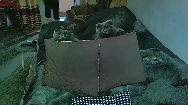 sex2 online show from November 2025 02:10:02 AM