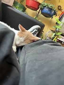 Snapshot of Lilmarieee chatting on February 2025 04:15:01 PM Lilmarieee online show from February 2025 04:15:01 PM