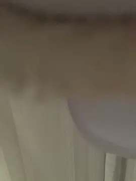 GHsveter online show from March 2026 10:37:02 AM