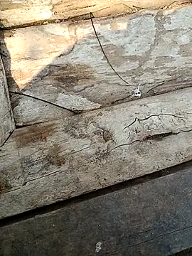 kummuduabbai online show from March 2026 09:26:02 AM