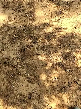 Snapshot of Gopal1243 chatting on November 2025 06:14:02 AM Gopal1243 online show from November 2025 06:14:02 AM