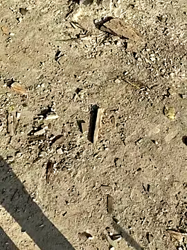 Snapshot of Gopal1243 chatting on January 2026 02:58:02 AM Gopal1243 online show from January 2026 02:58:02 AM