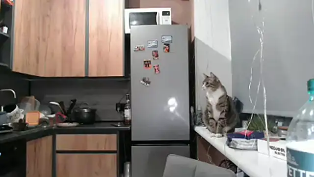 delightful sofi online show from March 2026 06:44:01 PM