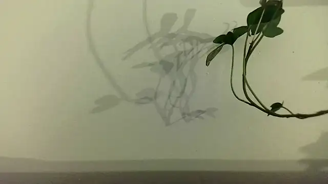 Snapshot of fdd13 chatting on February 2025 06:37:01 PM fdd13 online show from February 2025 06:37:01 PM