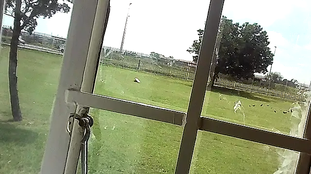 Yardie bone online show from April 2026 10:40:01 AM